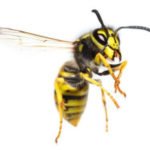 wasps sting