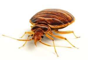 bed bugs suck