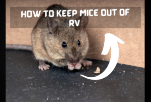 How to keep mice out of RV