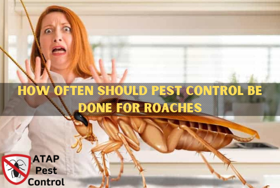 How Often Should Pest Control Be Done For Roaches