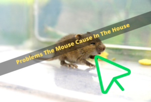 Mouse in the house