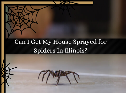Spiders In Illinois