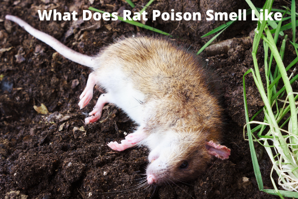 rat poison smell