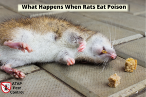 rat poison