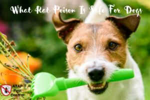 RAT POISON SAFE FOR DOGS