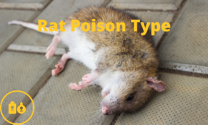 rat poison types