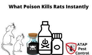 kill rats