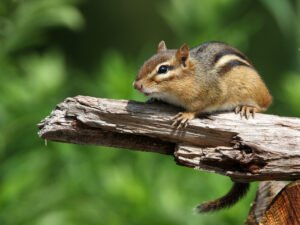 Will Rat Poison Kill Squirrels and Chipmunks?