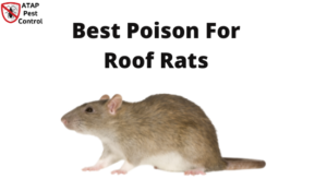 roof rats poison
