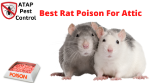 best poison for rats