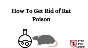rid rat posion