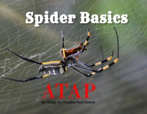 Spider basics