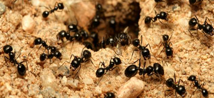 Ant Pest Control Chicago