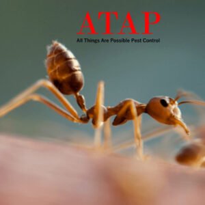 Do Exterminators Get Rid of Ants?