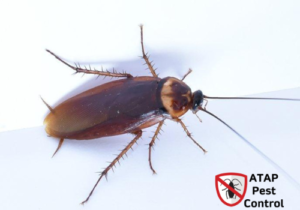 Cockroach-Exterminator-With-Pets