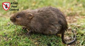 Voles Dangerous