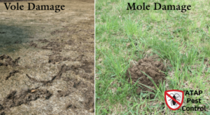 Voles Vs Moles Tunnels