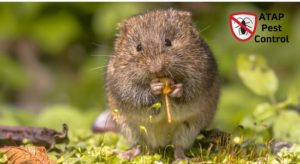 Voles-Look-Like