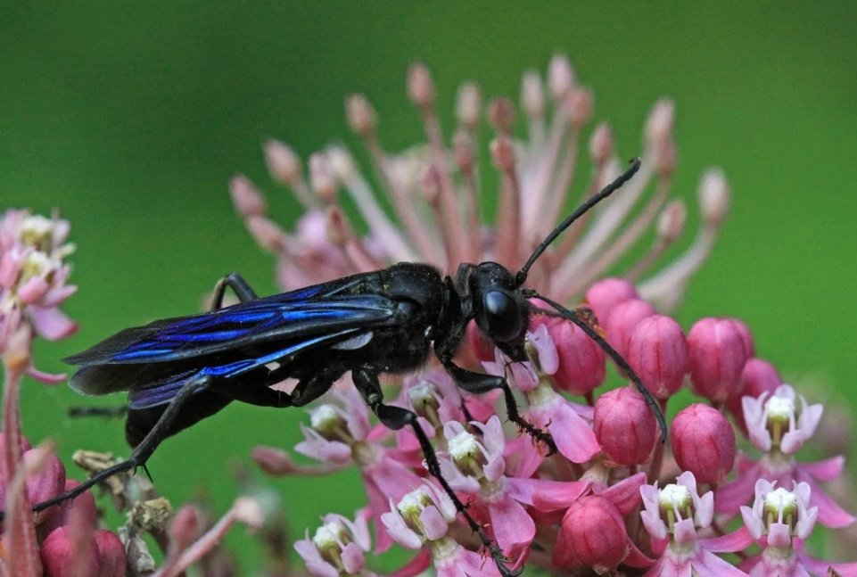 great black wasp removal chicago