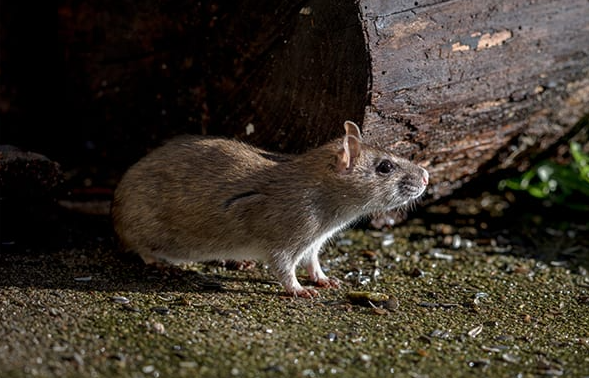 Norway Rat Exterminator Chicago