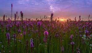 Bartel Grassland Land and Water Reserve