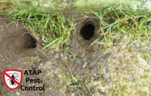 Norway rat holes