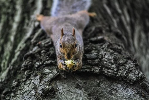 humane rodent removal services