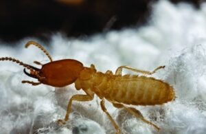 winter termite treatment chicago