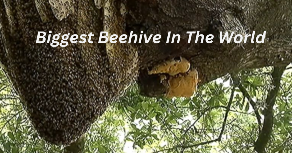 Biggest Beehive