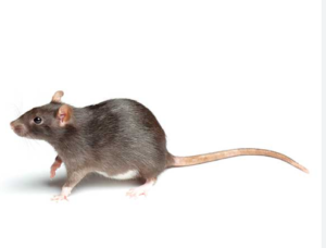 Norway Rat